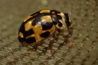 Propylea quatuordecimpunctata