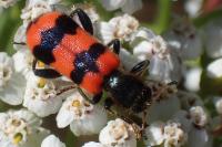 Trichodes apiarius