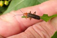 Cantharis livida