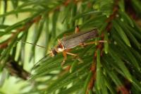 Cantharis nigricans