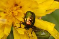 Cryptocephalus