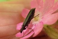 Oedemera nobilis