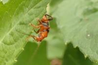 Cantharis livida