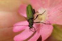 Oedemera nobilis