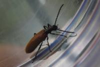 Lagria