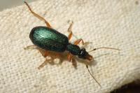 Drypta dentata