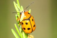 Cryptocephalus cynarae