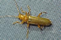 Cantharis cryptica
