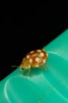 Vibidia duodecimguttata