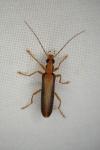 Nacerdes carniolica atlantica