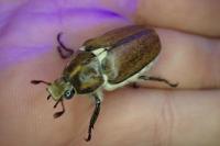 Anoxia villosa