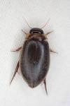 Rhantus suturalis