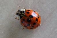 Harmonia axyridis