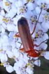 Rhagonycha fulva