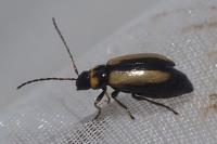 Calomicrus circumfusus