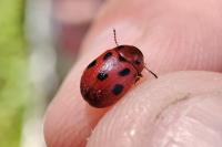 Gonioctena decemnotata