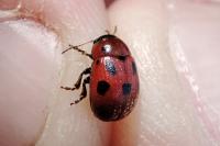 Gonioctena decemnotata