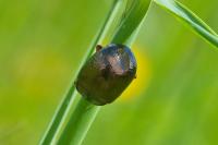Chrysolina bankii