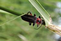 Cantharis rustica