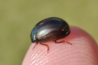 Chrysolina americana