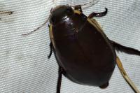 Cybister lateralimarginalis