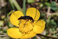Rutpela nigra