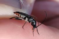 Rutpela nigra
