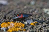Hister quadrimaculatus
