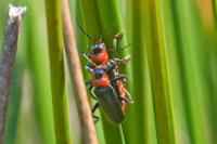 Cantharis fusca