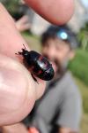 Hister quadrimaculatus