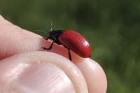 Chrysomela populi
