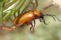 Exosoma lusitanicum