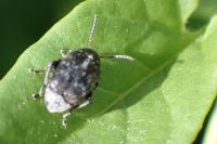 Bruchus pisorum