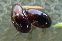 Phalacridae