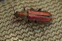 Lobonyx aeneus