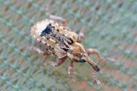 Limobius mixtus