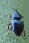 Pachytychius hordei