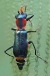 Cyrtosus cyanipennis