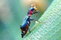 Cyrtosus cyanipennis