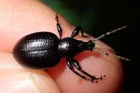 Otiorhynchus morio
