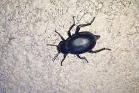 Blaps lusitanica