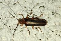 Nacerdes carniolica