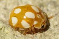 Calvia decemguttata