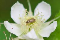 Byturus tomentosus