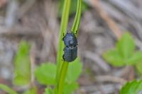 Dorcus parallelipipedus