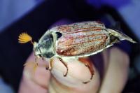 Melolontha melolontha