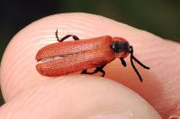 Lygistopterus sanguineus