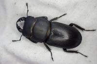 Dorcus parallelipipedus