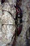 Lucanus cervus
