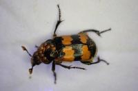 Nicrophorus vespillo